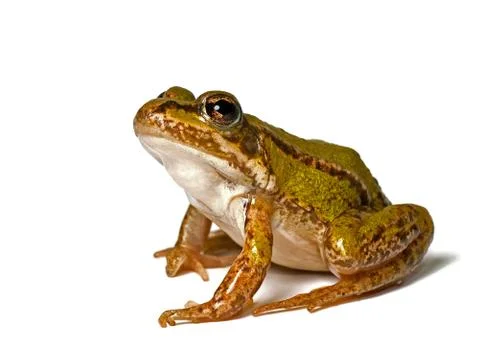 Green frog Stock Photos