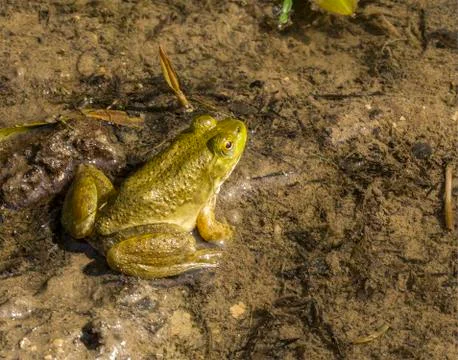 Green Frog Stock Photos