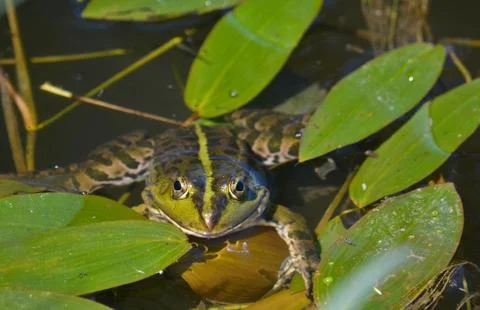 Green frog. Stock Photos