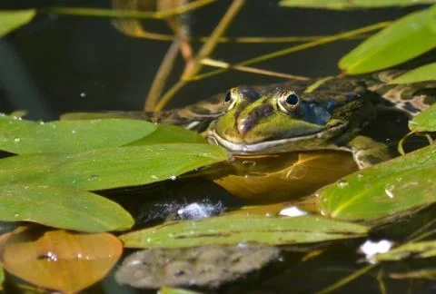 Green frog. Stock Photos