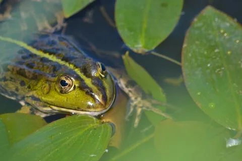 Green frog. Stock Photos