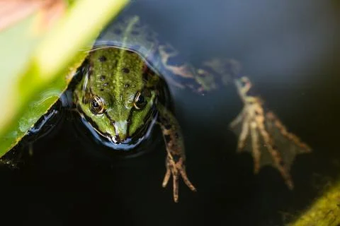 Green frog Stock Photos