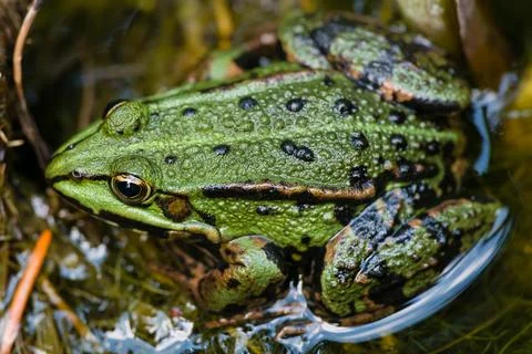 Green frog Stock Photos