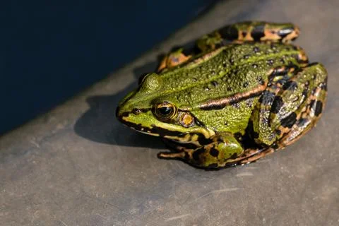 Green frog Stock Photos