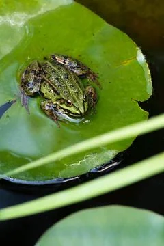 Green frog Stock Photos