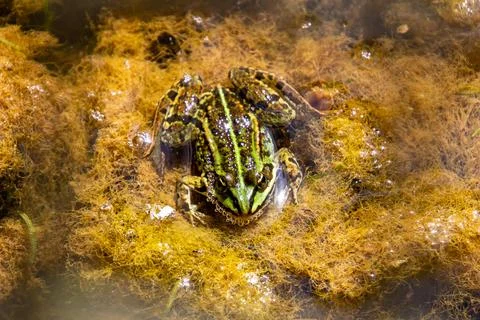Green frog Foto stock