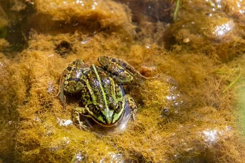 Green frog Stock Photos