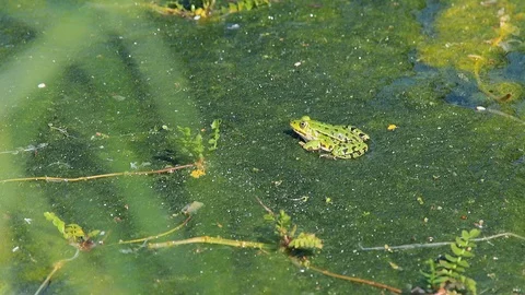 Green frog in the pond Stock Footage 89811078
