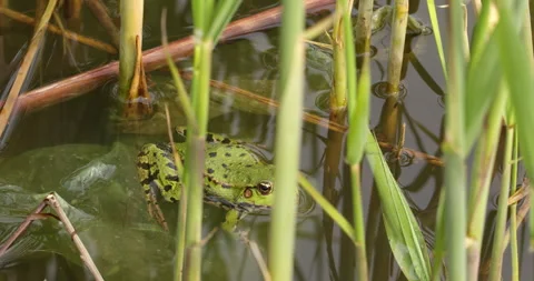 Green frog in the pond Stock-Footage 256111984