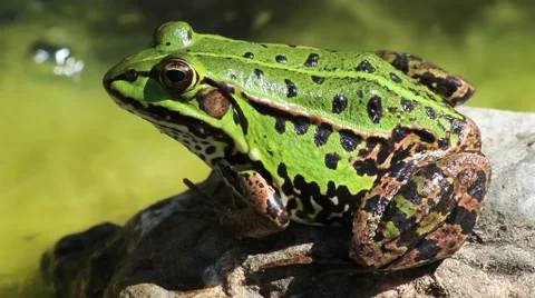 Green frog in pond macro Stock Footage 54221449