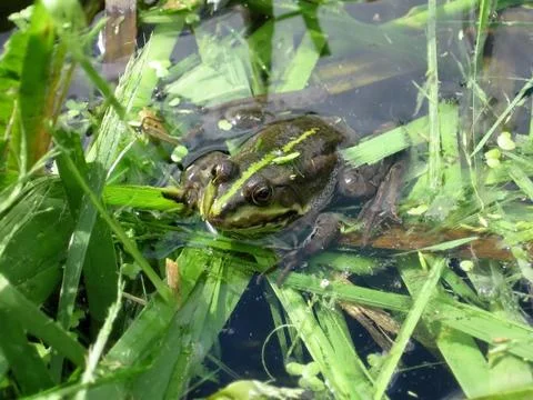 Green frog in pond Stock Photos