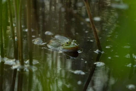 Green frog in the pond Stock Photos