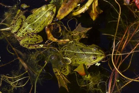 Green frog in the pond Stock Photos