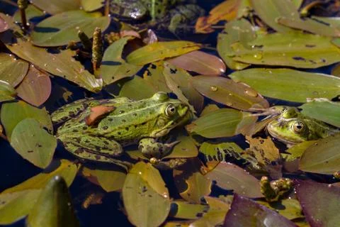 Green frog in the pond Stock Photos