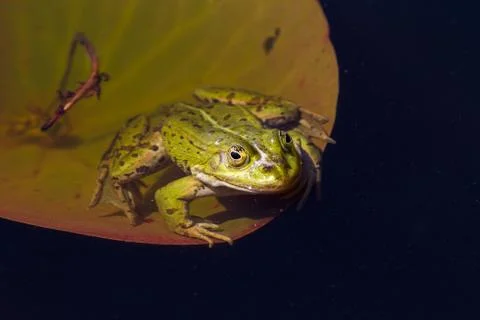 Green frog in the pond Stock-Fotos