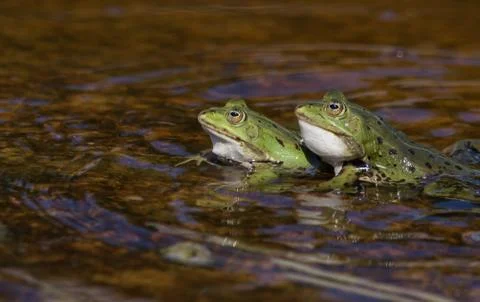 Green frog in the pond Stock Photos