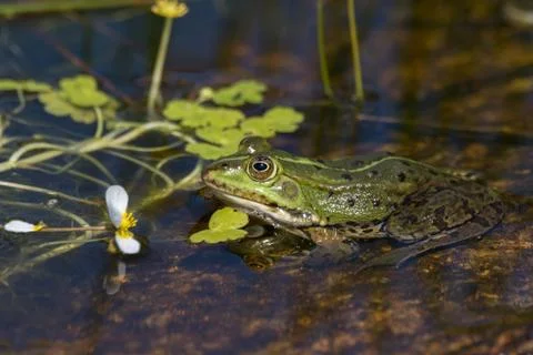 Green frog in the pond Stock Photos