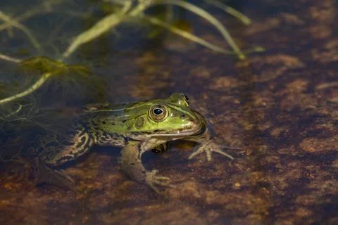 Green frog in the pond Stock Photos