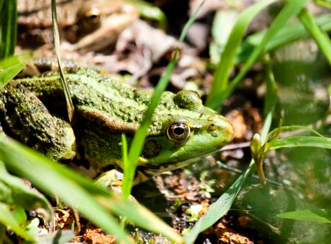 Green frog on the pond Stock Photos