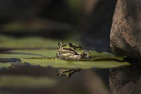 Green frog in a pond Stock Photos