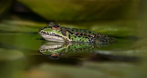 Green frog in a pond Stock Photos