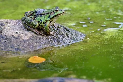 Green Frog by the Pond Stock Photos