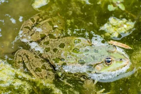 Green frog in a pool full of algae Stock Photos