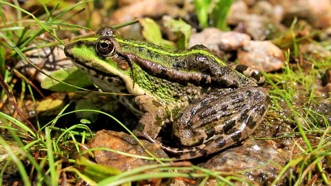 Green Frog Profile Video stock 103279900