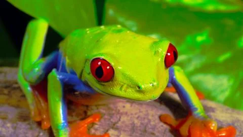 Green frog from the rainforest Stock Photos