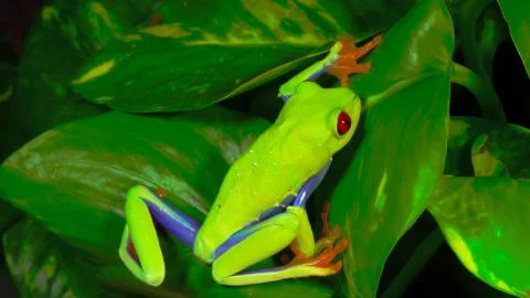 Green frog from the rainforest Stock Photos