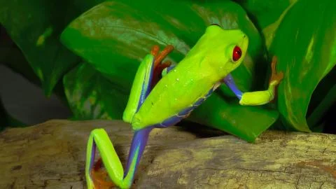 Green frog from the rainforest Foto stock