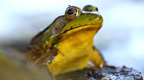 Green Frog (Rana clamitans) Stock Footage 30474635