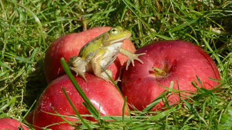 Green frog on red apple in summer end garden Stock Footage 25782943