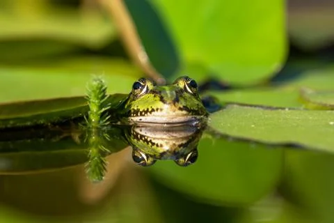 Green frog with reflections Stock Photos
