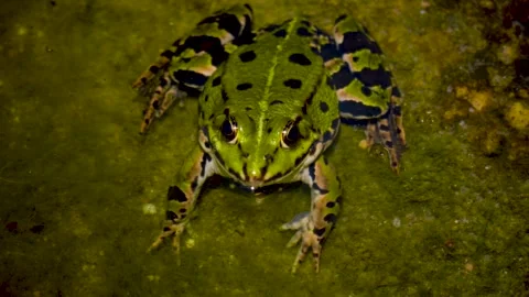 A green frog is relaxing Stock Footage 251379802