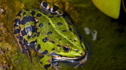 A green frog is relaxing Stock Footage 251379855