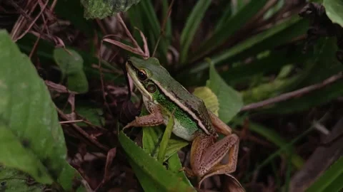 Green Frog Resting Among Forest Leaves Close Up Stock Footage 337913364