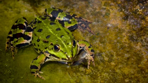  A green frog resting  Video stock 251433858