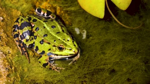  A green frog resting  Stock Footage 251434311