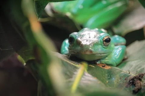 Green frog resting on a leaf Stock Photos