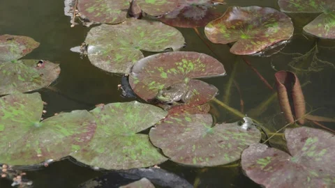Green frog resting on lily pad in pond Stock Footage 333589640