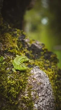 Green frog resting on mossy tree bark in a natural outdoor setting Stock Photos