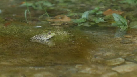Green Frog resting on a Rock Stock Footage 89740383