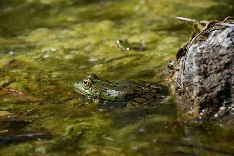 Green frog resting in shallow algae-covered water Stock Photos