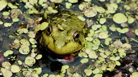 Green Frog Resting in a Summer Pond Nature Video Stock Footage 332252413