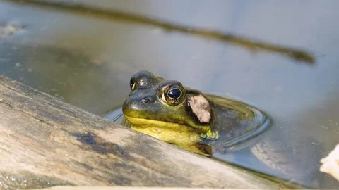 Green Frog Resting in Summer Pond Beside Log Nature Wildlife Video. Vidéo 340106094