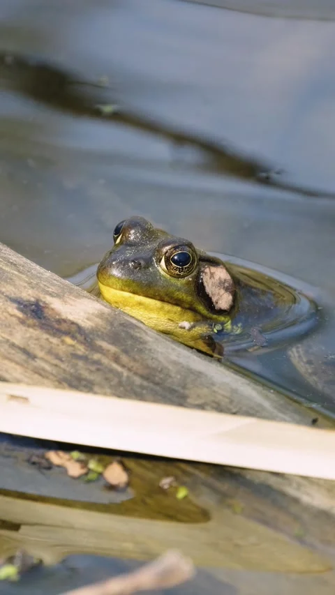 Green Frog Resting in Summer Pond Beside Log Nature Wildlife Vertical Video. Vidéo 340106480