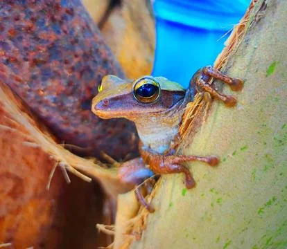 Green frog resting on a tree trunk in a tropical setting during daylight hour Stock Photos