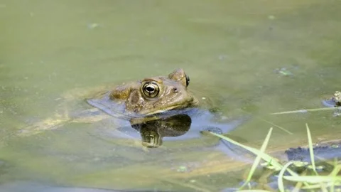 Green Frog Resting at Water Surface. Stock Footage 331944711