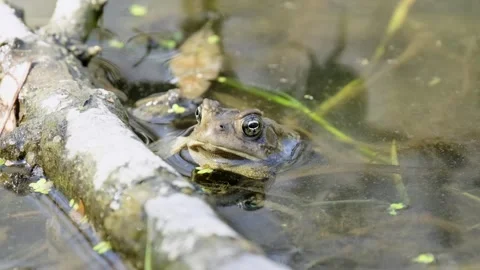 Green Frog Resting at Water Surface. Stock Footage 331944712
